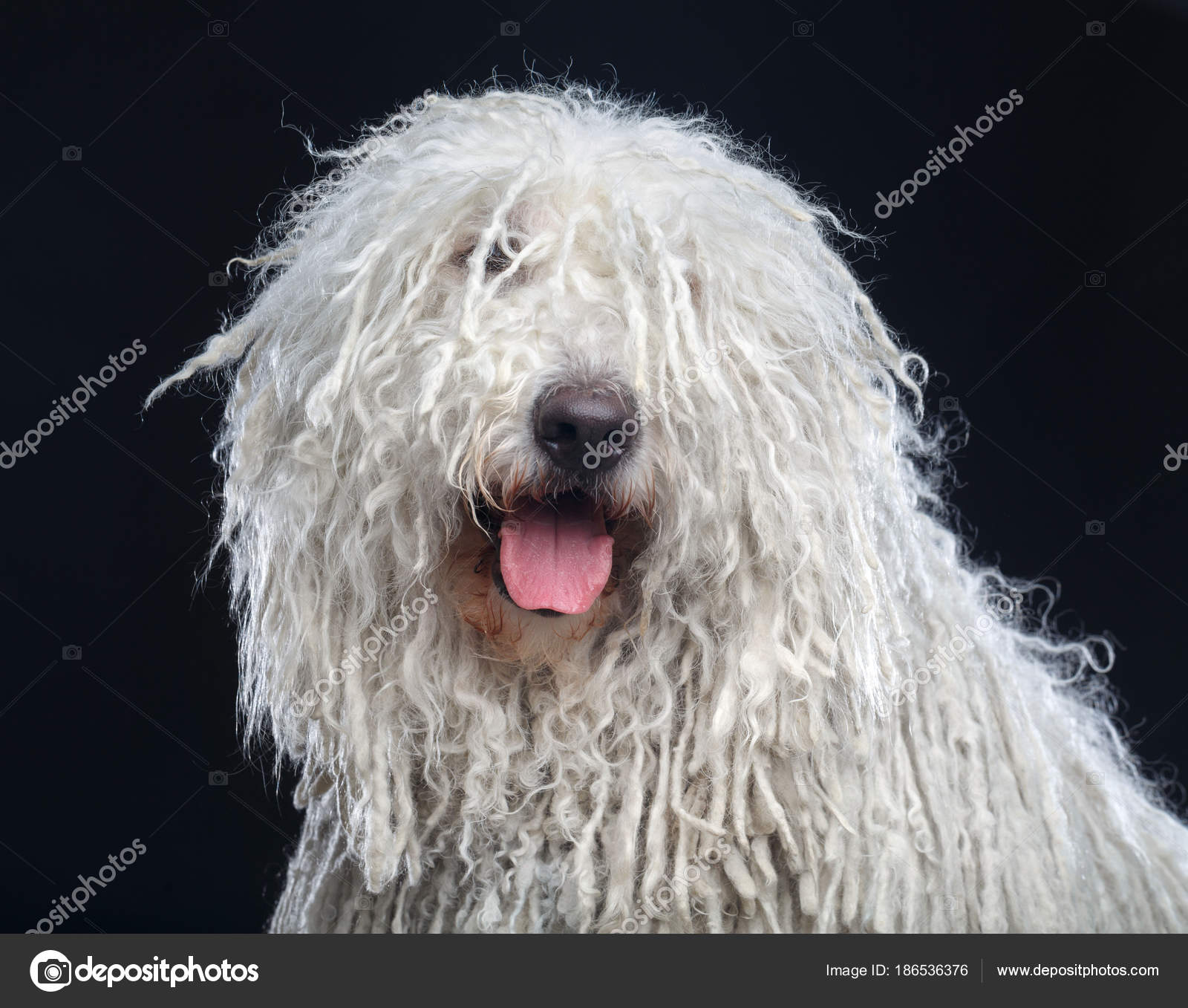 Chien Komondor Berger Hongrois Sur Fond Noir Isolé