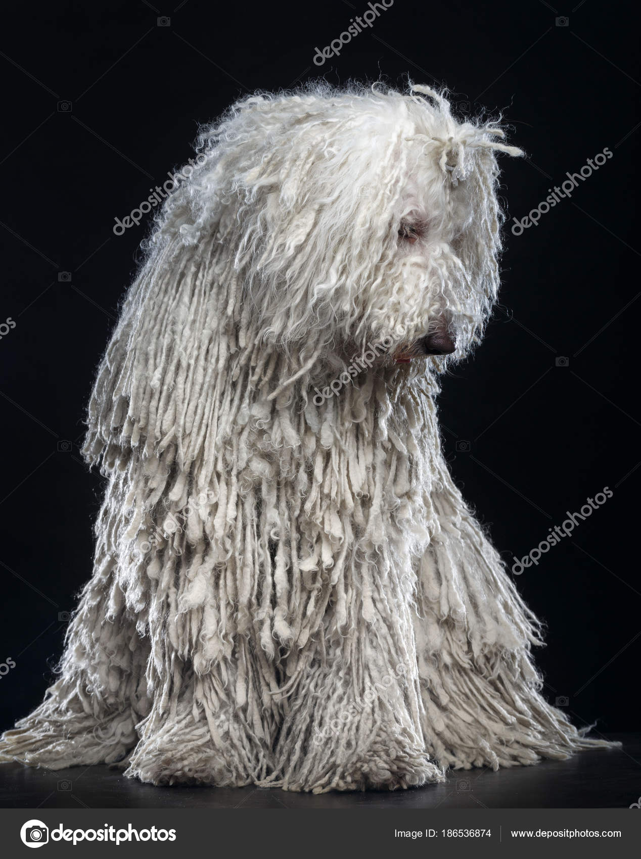 Chien Komondor Berger Hongrois Sur Fond Noir Isolé