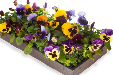 Beyaz arka planda renkli nonoş çiçek kutusu