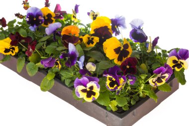 Beyaz arka planda renkli nonoş çiçek kutusu