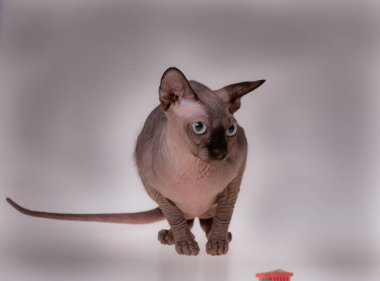 Tecrit edilmiş sfenks kedisi. Yaklaş.