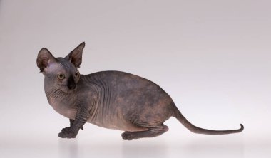 Tecrit edilmiş sfenks kedisi. Yaklaş.