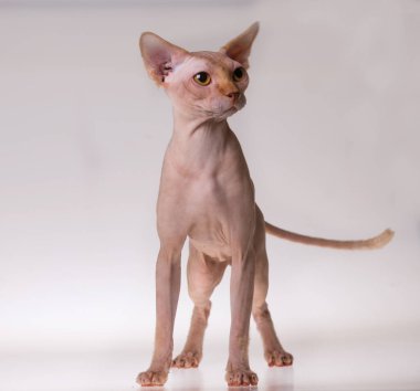 Tecrit edilmiş sfenks kedisi. Yaklaş.