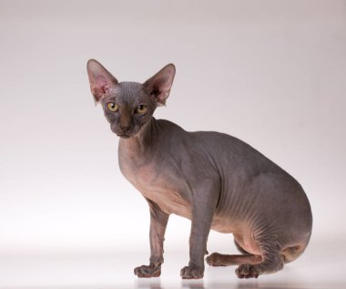 Tecrit edilmiş sfenks kedisi. Yaklaş.