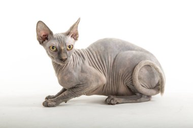 Beyaz arka planda komik sfenks kedisi