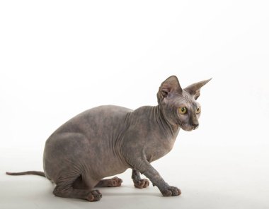 Beyaz arka planda komik sfenks kedisi