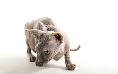 Beyaz arka planda komik sfenks kedisi