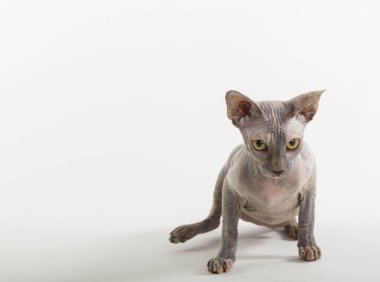 Beyaz arka planda komik sfenks kedisi