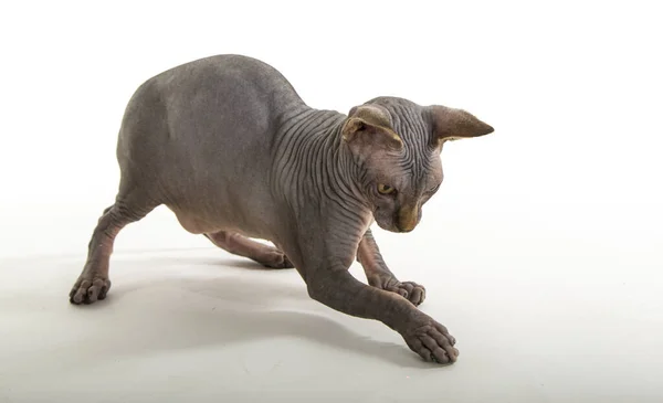 Lustige Sphynx Katze Auf Weißem Hintergrund — Stockfoto