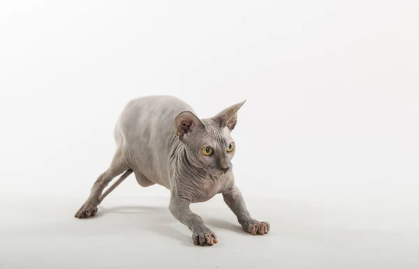 Lustige Sphynx Katze Auf Weißem Hintergrund — Stockfoto