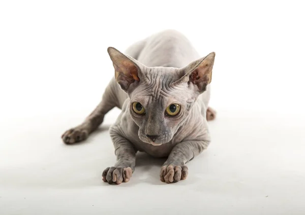 Lustige Sphynx Katze Auf Weißem Hintergrund — Stockfoto