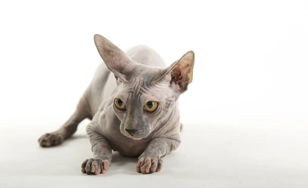 Lustige Sphynx Katze Auf Weißem Hintergrund — Stockfoto