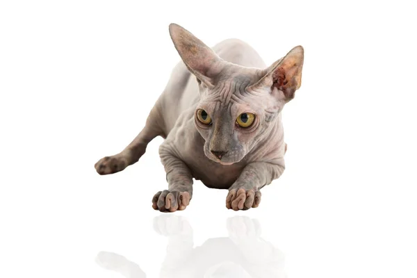 Lustige Sphynx Katze Auf Weißem Hintergrund — Stockfoto