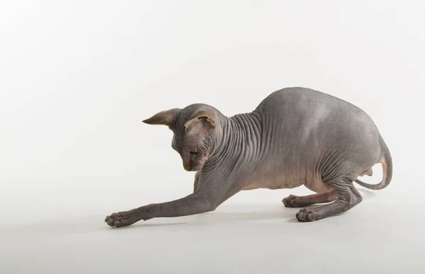 Lustige Sphynx Katze Auf Weißem Hintergrund — Stockfoto