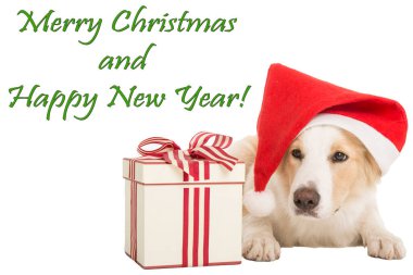 Beyaz arka planda Noel Baba 'nın tatlı köpeği 