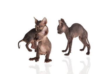 Parlak arka planda sfenks kedi ailesi