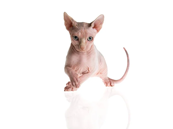 Lustige Sphynx Katze Auf Weißem Hintergrund — Stockfoto