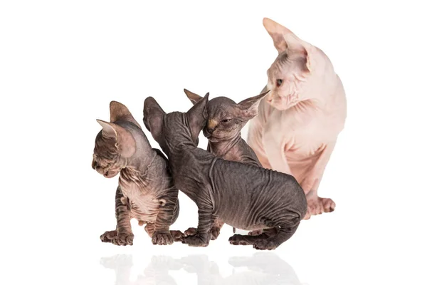 Familia Gatos Sphnx Sobre Fondo Brillante —  Fotos de Stock