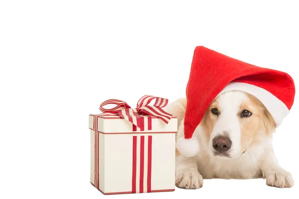 Doce Papai Noel Cão Para Xmas Tempo Fundo Branco — Fotografia de Stock