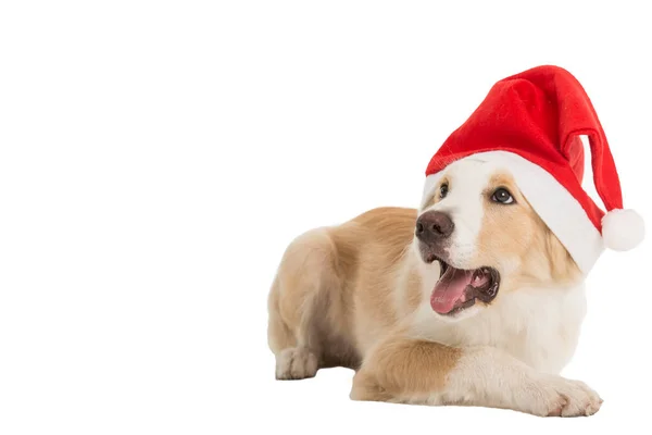 Γλυκό Σκυλί Άγιος Βασίλης Για Χριστούγεννα Φορά Λευκό Φόντο — Φωτογραφία Αρχείου