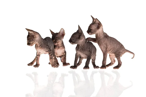 Sphnx Cat Family Auf Dem Hellen Hintergrund — Stockfoto