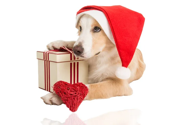 甜蜜的圣诞老人狗在白色背景下的圣诞时光 — 图库照片