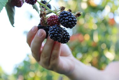 Çocuk el olgun böğürtlen kendiniyoluyor