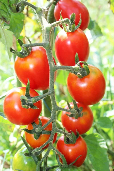 Hängen an einem Zweig Tomaten — Stockfoto