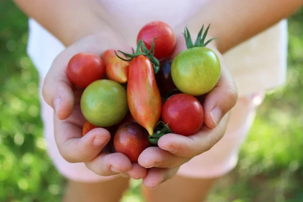 Eine Handvoll Kirschtomaten — Stockfoto