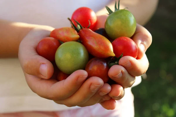 Kind hält Kirschtomaten in der Hand — Stockfoto