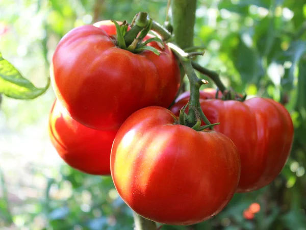 Strauch mit roten Tomaten Stockbild