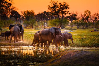 Elephants in Moremi National Park - Botswana clipart