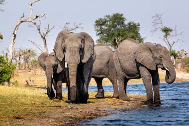 Caprivi Şeridi 'nden filler - Bwabwata, Kwando, Mudumu Ulusal Parkı - Namibya