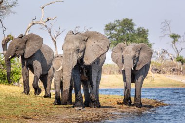 Caprivi Şeridi 'nden filler - Bwabwata, Kwando, Mudumu Ulusal Parkı - Namibya