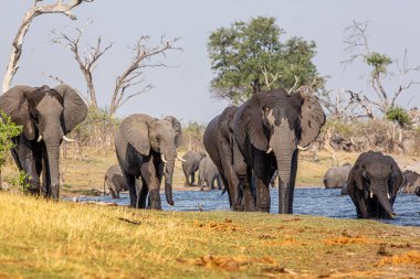 Caprivi Şeridi 'nden filler - Bwabwata, Kwando, Mudumu Ulusal Parkı - Namibya