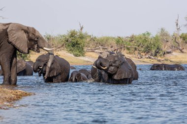 Caprivi Şeridi 'nden filler - Bwabwata, Kwando, Mudumu Ulusal Parkı - Namibya