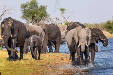 Caprivi Şeridi 'nden filler - Bwabwata, Kwando, Mudumu Ulusal Parkı - Namibya