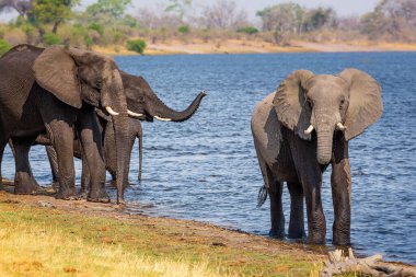Caprivi Şeridi 'nden filler - Bwabwata, Kwando, Mudumu Ulusal Parkı - Namibya