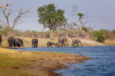 Caprivi Şeridi 'nden filler - Bwabwata, Kwando, Mudumu Ulusal Parkı - Namibya