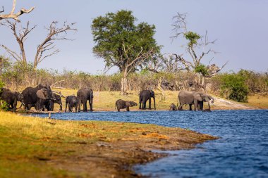 Caprivi Şeridi 'nden filler - Bwabwata, Kwando, Mudumu Ulusal Parkı - Namibya