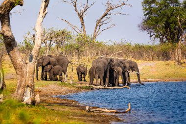 Caprivi Şeridi 'nden filler - Bwabwata, Kwando, Mudumu Ulusal Parkı - Namibya