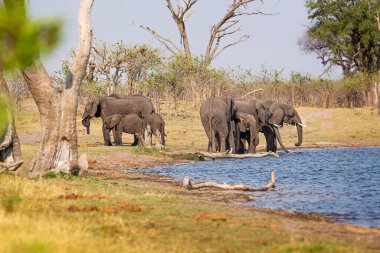 Caprivi Şeridi 'nden filler - Bwabwata, Kwando, Mudumu Ulusal Parkı - Namibya