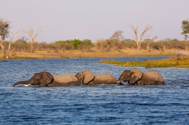 Caprivi Şeridi 'nden filler - Bwabwata, Kwando, Mudumu Ulusal Parkı - Namibya