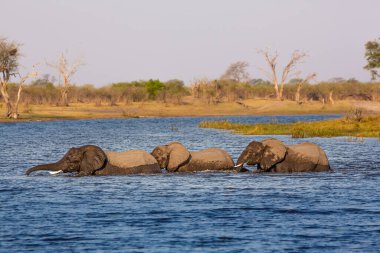 Elephants from Caprivi Strip - Bwabwata, Kwando, Mudumu National park - Namibia clipart