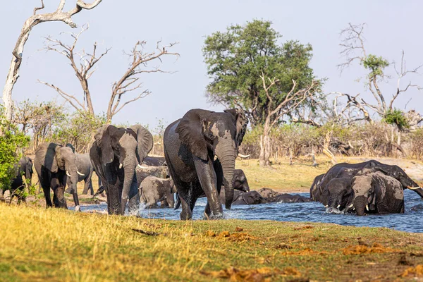 Elefantes da Faixa de Caprivi - Bwabwata, Kwando, Parque Nacional Mudumu - Namíbia — Fotografia de Stock