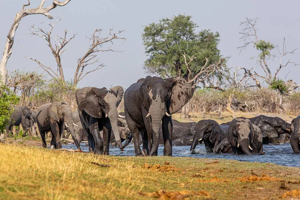 Elephants from Caprivi Strip - Bwabwata, Kwando, Mudumu National park - Namibia — Stock Photo, Image