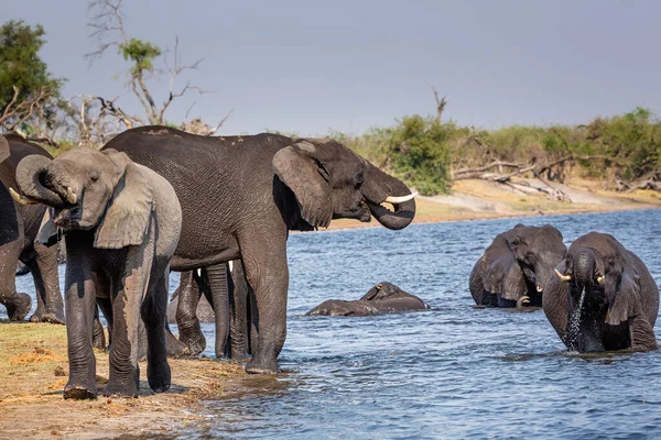 Слоны из сектора Каприви - Бвабвата, Квандо, Национальный парк Мудуму - Намибия — стоковое фото
