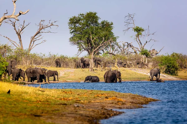 Elephants from Caprivi Strip - Bwabwata, Kwando, Mudumu National park - Namibia — Stock Photo, Image