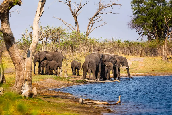 Elephants from Caprivi Strip - Bwabwata, Kwando, Mudumu National park - Namibia — Stock Photo, Image