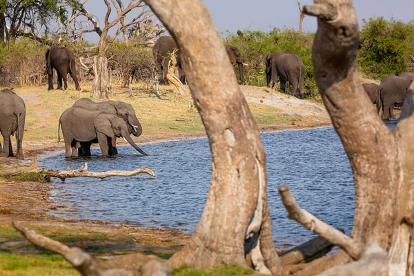 Elephants from Caprivi Strip - Bwabwata, Kwando, Mudumu National park - Namibia